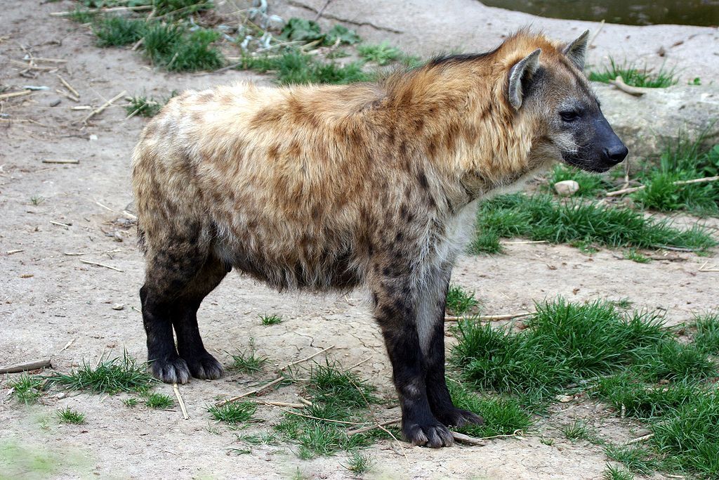 hyena skvrnitá