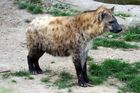 Zoo se pokoušela spářit hyeny. Dva samce, zjistila po letech