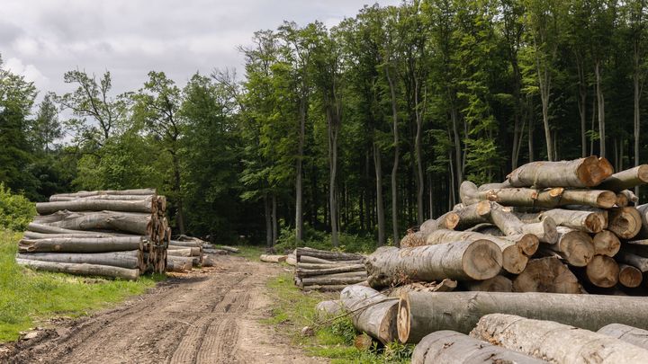 Zvláštnost českých lesů. Klimatickou krizi nezlepšují, naopak zhoršují, říká ochranář