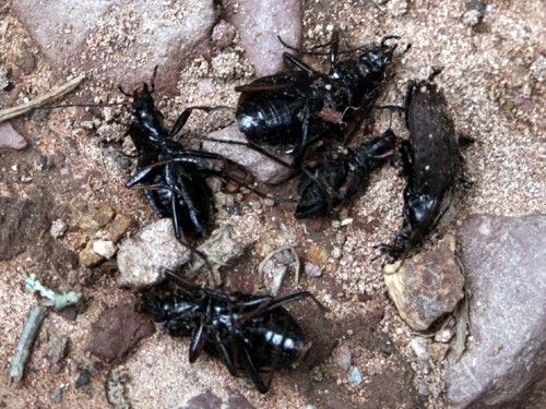 Mrvtí brouci