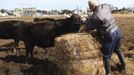 Naoto Matsumura, 53, feeds cows in Tomioka town, Fukushima prefecture, February 23, 2013, ahead of the second-year anniversary of the March 11, 2011 earthquake and tsunami. Two years from the meltdown at Japan's crippled Fukushima Daiichi nuclear plant, Matsumura continues his daily routine of caring for his flock of animals with one major difference. He now lives alone inside of the nuclear exclusion zone with his 50 cows and 2 ostriches after the disaster forced about 160,000 people to flee their homes. He has made it his mission to take care of those animals left behind, even if they no longer can be sold to a market due to their exposure to high levels of nuclear radiation. Picture taken February 23, 2013. REUTERS/Ruairidh Villar (JAPAN - Tags: DISASTER ANNIVERSARY ANIMALS SOCIETY) Published: Bře. 4, 2013, 6:14 dop.