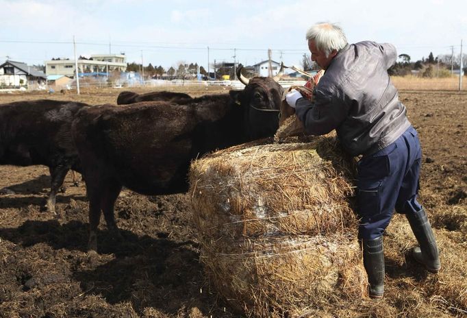 Naoto Matsumura, 53, feeds cows in Tomioka town, Fukushima prefecture, February 23, 2013, ahead of the second-year anniversary of the March 11, 2011 earthquake and tsunami. Two years from the meltdown at Japan's crippled Fukushima Daiichi nuclear plant, Matsumura continues his daily routine of caring for his flock of animals with one major difference. He now lives alone inside of the nuclear exclusion zone with his 50 cows and 2 ostriches after the disaster forced about 160,000 people to flee their homes. He has made it his mission to take care of those animals left behind, even if they no longer can be sold to a market due to their exposure to high levels of nuclear radiation. Picture taken February 23, 2013. REUTERS/Ruairidh Villar (JAPAN - Tags: DISASTER ANNIVERSARY ANIMALS SOCIETY) Published: Bře. 4, 2013, 6:14 dop.