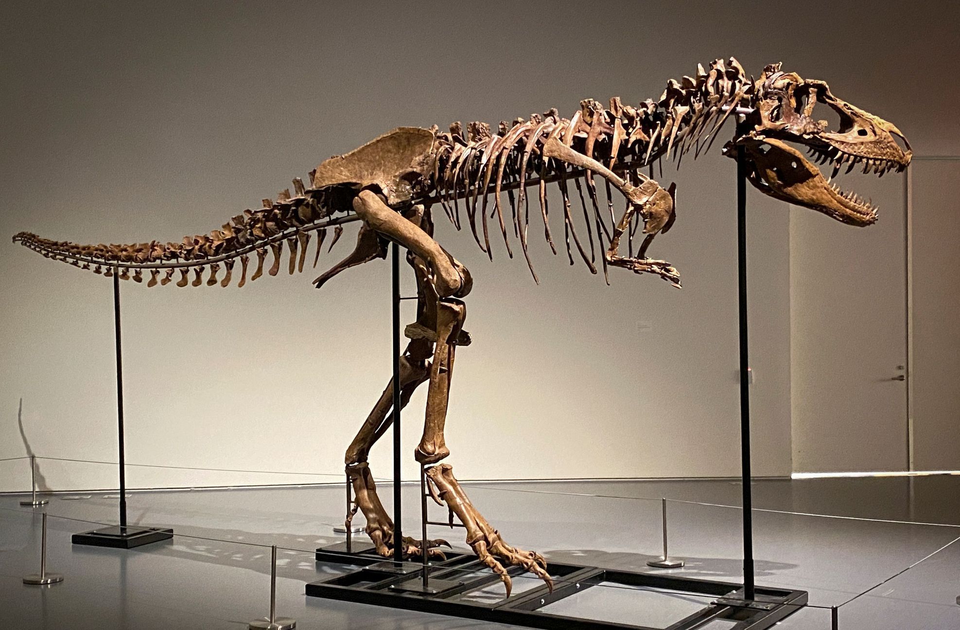 Skelet Gorgosaura