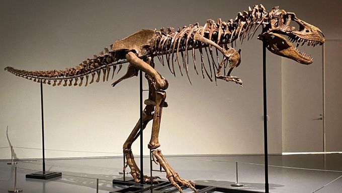 Gorgosaurus byl vzdáleným příbuzným Tyrannosaura rexe. Měřil 2,8 metru na výšku a 6,7 metru na délku. Jeho skelet je složený ze 79 kostí.