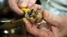 Jean Pierre Erlenmyer, chef at the Pfalzhotel Asselheim in Gruenstadt, southwestern Germany, prepares snails 26 June 2007. The snails (helix pomatia) coming from the "Pfalzschnecke" snail breeding farm can reach a length up to 10 centimeters and a weight of about 30 grams each. AFP PHOTO DDP/TORSTEN SILZ GERMANY OUT