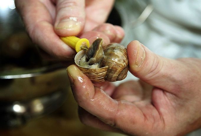 Jean Pierre Erlenmyer, chef at the Pfalzhotel Asselheim in Gruenstadt, southwestern Germany, prepares snails 26 June 2007. The snails (helix pomatia) coming from the "Pfalzschnecke" snail breeding farm can reach a length up to 10 centimeters and a weight of about 30 grams each. AFP PHOTO DDP/TORSTEN SILZ GERMANY OUT