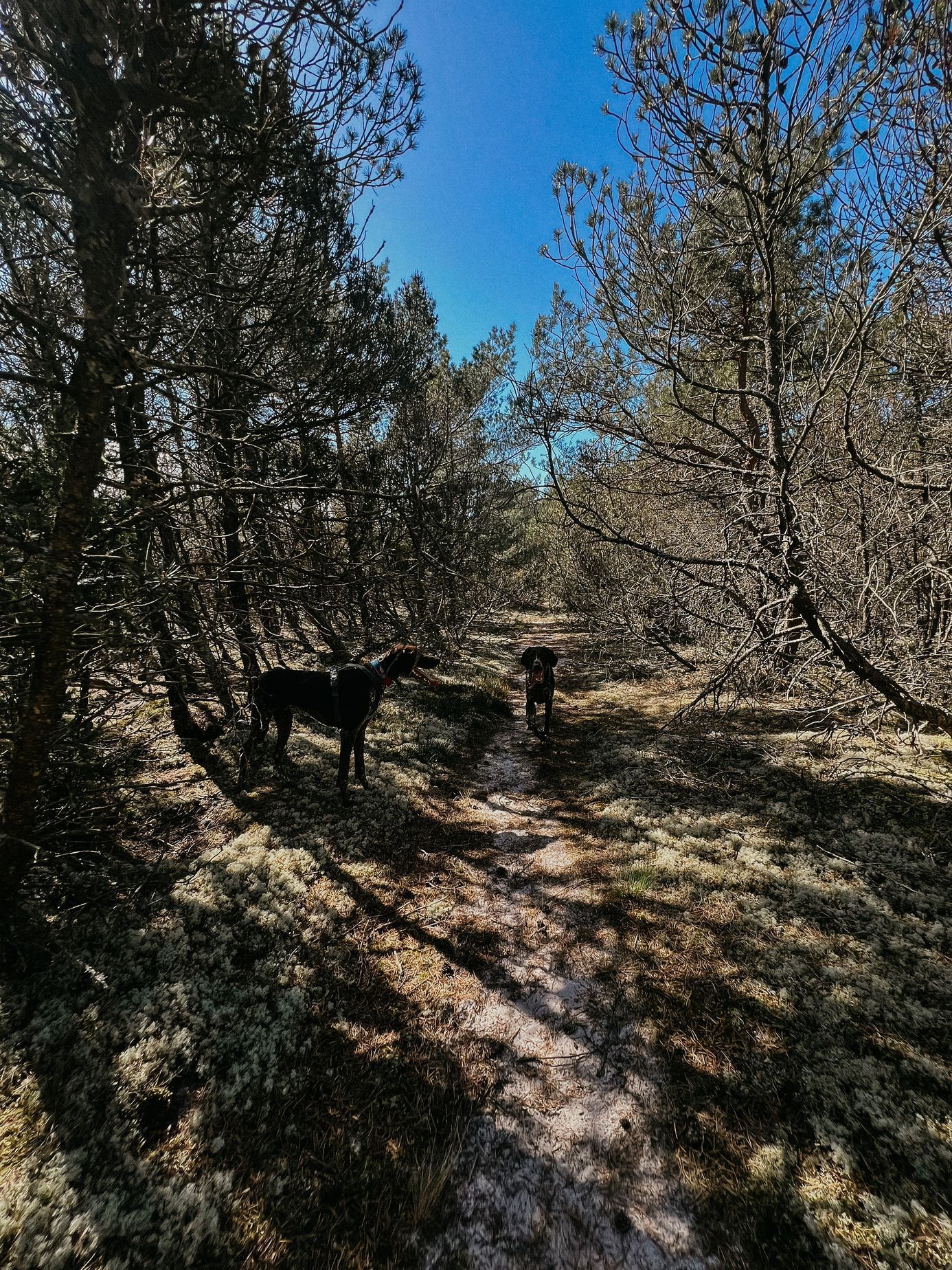 polsko balt hrad malbork pes moře