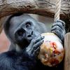 Zoo, Praha, led, horko, opice, lední medvěd, papoušek, počasí, gorila