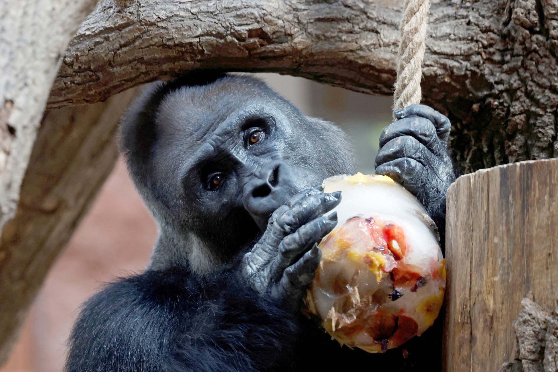 Zoo, Praha, led, horko, opice, lední medvěd, papoušek, počasí, gorila