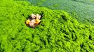 Algae Covered Beaches In China QINGDAO, CHINA - JULY 03: Tourists play at a beach covered by a thick layer of green algae on July 3, 2013 in Qingdao, China. A large quantity of non-poisonous green seaweed, enteromorpha prolifera, hit the Qingdao coast in recent days. More than 20,000 tons of such seaweed has been removed from the city's beaches. PHOTOGRAPH BY China Foto Press / Barcroft Media UK Office, London. T +44 845 370 2233 W www.barcroftmedia.com USA Office, New York City. T +1 212 796 2458 W www.barcroftusa.com Indian Office, Delhi. T +91 11 4053 2429 W www.barcroftindia.com