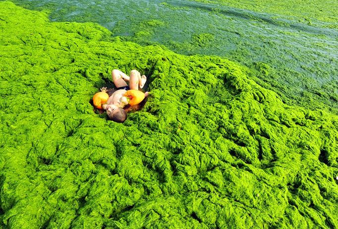 Algae Covered Beaches In China QINGDAO, CHINA - JULY 03: Tourists play at a beach covered by a thick layer of green algae on July 3, 2013 in Qingdao, China. A large quantity of non-poisonous green seaweed, enteromorpha prolifera, hit the Qingdao coast in recent days. More than 20,000 tons of such seaweed has been removed from the city's beaches. PHOTOGRAPH BY China Foto Press / Barcroft Media UK Office, London. T +44 845 370 2233 W www.barcroftmedia.com USA Office, New York City. T +1 212 796 2458 W www.barcroftusa.com Indian Office, Delhi. T +91 11 4053 2429 W www.barcroftindia.com