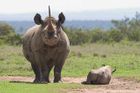 Zachraňme nosorožce, vyzývají ZOO