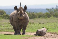 Záchrana nosorožců na obzoru. Pomáhají soukromníci
