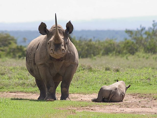 Nosorožec dvourohý.