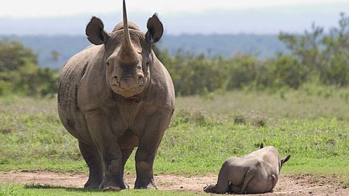 Nosorožec dvourohý, kriticky ohrožený druh. Ve volné přírodě žije posledních 3100 kusů.