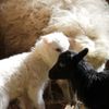 Na vlně - byznys s vlnou, ovcemi a kozami