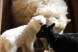 Quessantské ovečky jsou nejmenší ovce na světě, též známé jako "hobby ovce", tedy chované pro zálibu, nikoli pro užitek.