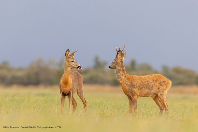 Vtipné fotky zvířat: Comedy Wildlife Photography Awards 2020