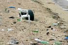 Plasty v mořích zabíjejí zvířata. Ohrožují ale i lidi