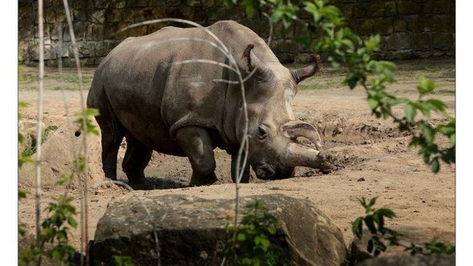 Vzácná samice Nabiré, jeden z posledních pěti severních bílých nosorožců, uhynula.