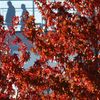Podzim, červené listí
