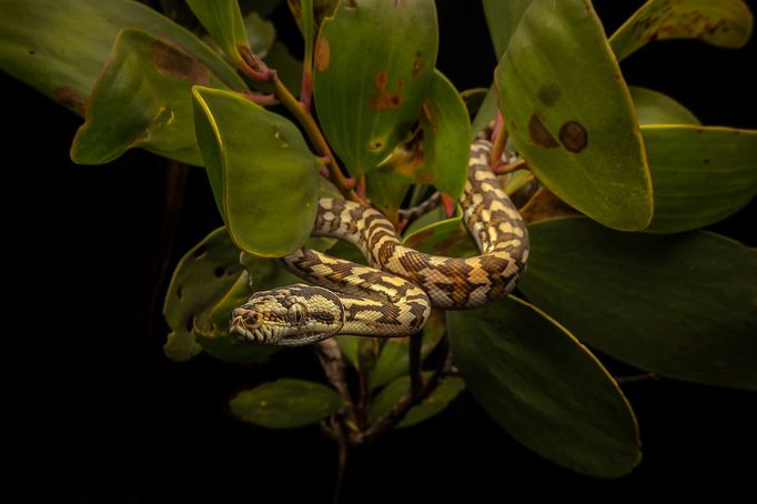 Czech Nature Photo 2020 - vítězné snímky