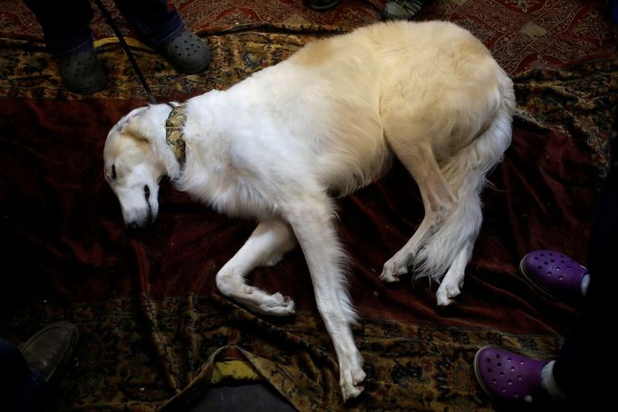 Fotografie z akce Westminster Kennel Club Dog Show, která se konala 11. 2. 2019 v New Yorku v USA.