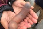 Na kalifornské pláži se objevily tisíce červů připomínající falus, vyplavila je bouře