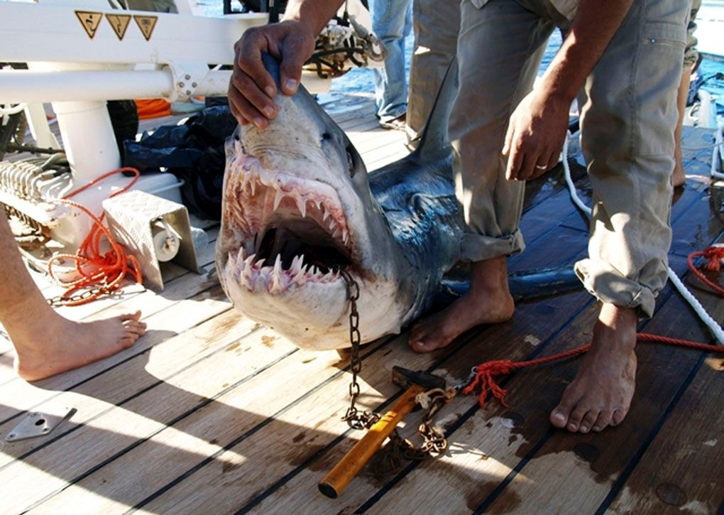 Egypt pořádá hon na lidožravé žraloky