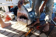 Turistku v Egyptě zabil žralok, byl to už pátý útok