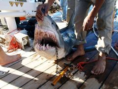 Tohoto žraloka pátrací tým zneškodnil po útoku na skupinu Rusů a Ukrajinců, ale podle místních odborníků nejde o kus, který zaútočil.