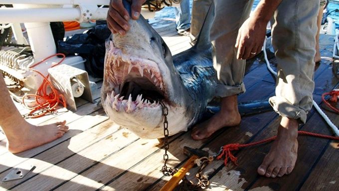 Fotografie údajného "pachatele": Jeden z ulovených žraloků, kteří měli mít na svědomí předchozí útoky.