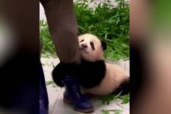 Video s neodbytnou pandou je virálním hitem. Ošetřovatele nepustí ani na krok