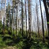 Šumavské lesy