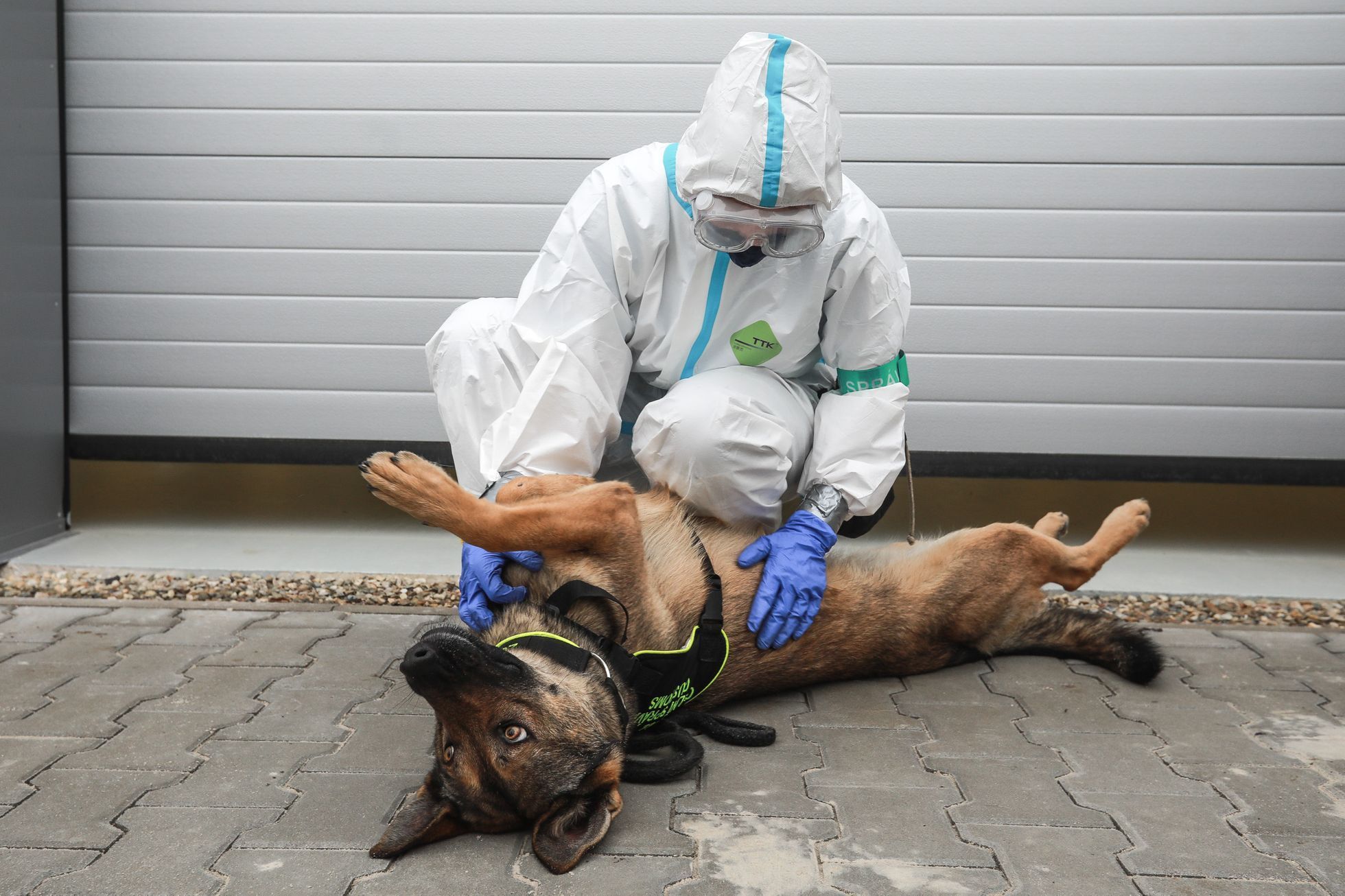 Psi, co poznají koronavirus - celní správa, pes, celník, bombočuch
