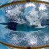 Hry Commonwealthu: James Magnussen, Austrálie - plavání