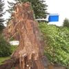 Bouřka lámala stromy a trhala střechy
