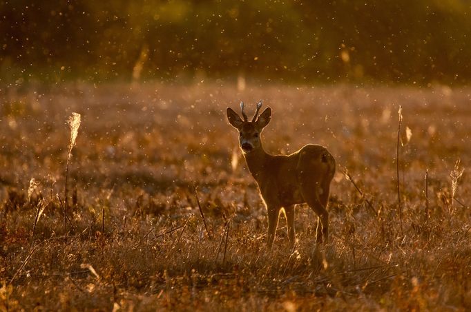 Tomáš Hulík vystavuje v pražské Nikon Photo Gallery cyklus Ispirováno přírodou