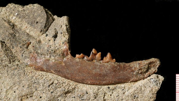 Paleontologové na Karlovarsku objevili dosud neznámý druh pravěké šelmy
