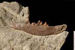 Paleontologové na Karlovarsku objevili dosud neznámý druh pravěké šelmy