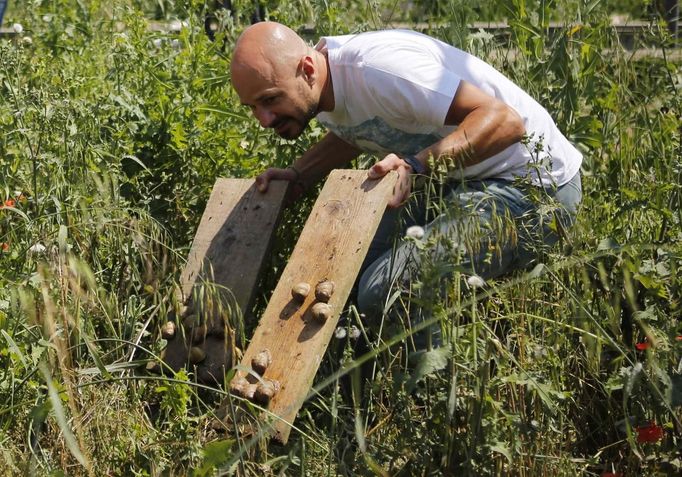 Austrian snail farmer Andreas Gugumuck collects snails (Helix Aspersa) sitting on panels in his farm in Vienna July 10, 2013. Andreas Gugumuck owns Vienna's largest snail farm, exporting snails, snail-caviar and snail-liver all over the world. The gourmet snails are processed using old traditional cooking techniques and some are sold locally to Austrian gourmet restaurants. Picture taken July 10, 2013. REUTERS/Leonhard Foeger (AUSTRIA - Tags: ANIMALS FOOD SOCIETY) Published: Čec. 16, 2013, 11:11 dop.