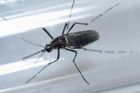 Svět se viru zika jen tak nezbaví. Dospělí komáři ho přenášejí i na svá vajíčka