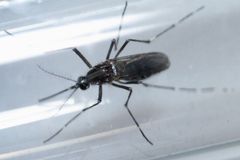 Boj s nebezpečnými nemocemi jako ze sci-fi: Vědci vyšlou proti komárům armádu nakaženého hmyzu