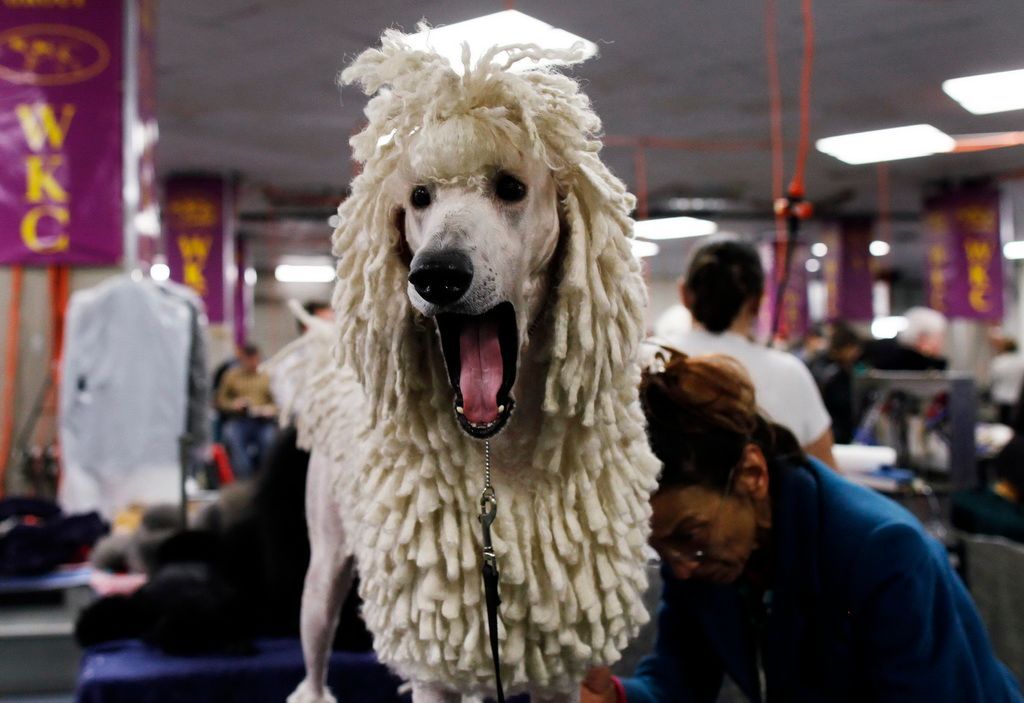 Westminster Kennel Club Dog Show