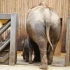 Slůně v ostravské ZOO