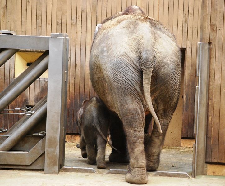 Slůně v ostravské ZOO