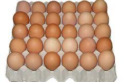 Veterináři utratili kvůli salmonele 35 000 slepic, vejce prodával Lidl