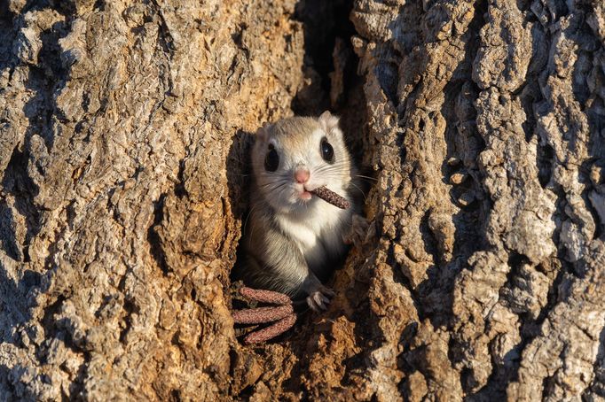 Vítězné fotografie ze soutěže Nikon Comedy Wildlife Awards 2024