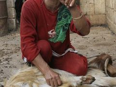 Amál Nimrová obrací na blátěném dvorku v jižním Libanonu kozu na hřbet, aby ukázala indickému veterináři, jak se zvířeti hojí rána po střepině v noze