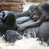 Mládě gorily Kijivu v pražské zoo
